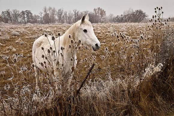 Horse & Teasel