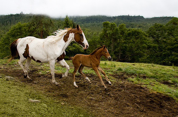 Mare & Colt Running