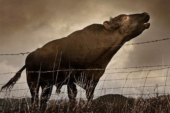 Speaking Bull