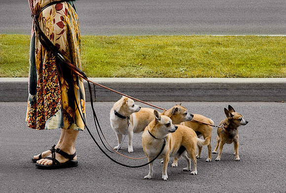 Four Dogs and a Walker