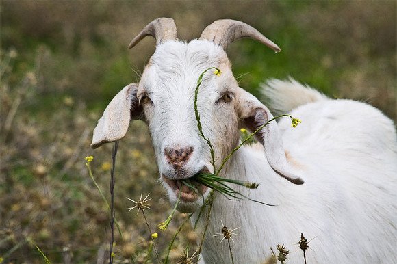 Goat Munch