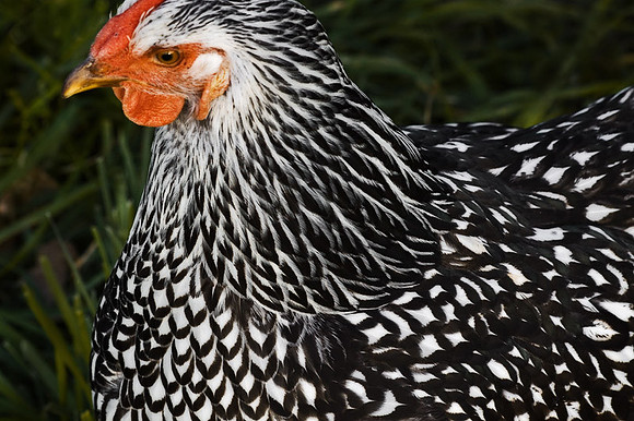 Fancy Hen