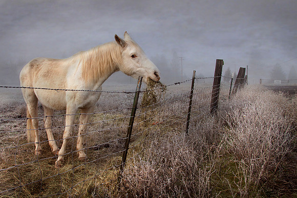 Horse Feed