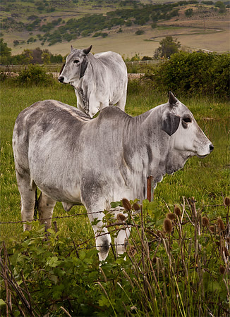 Two Brahmans
