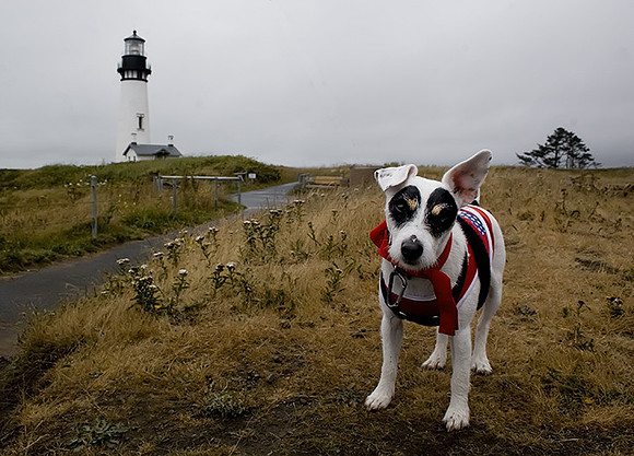 Gracie At The Lighthouse