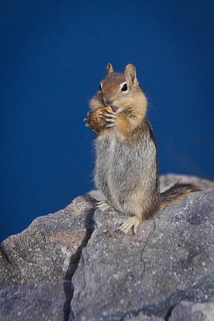 Chipmunk Portrait