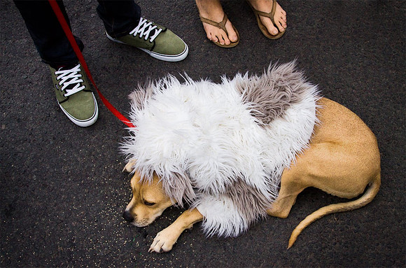 Decked Out Dog