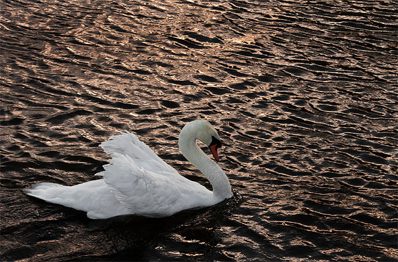Serene Swan