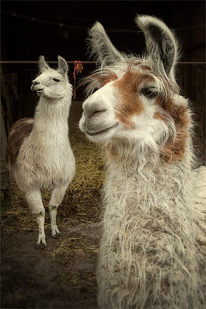Llama Chums