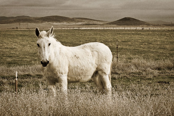 Horse in Field