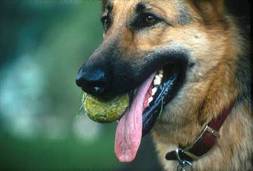 Shepherd With Ball