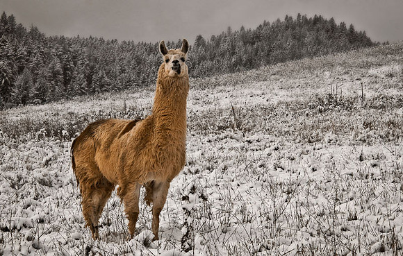 Snow Llama