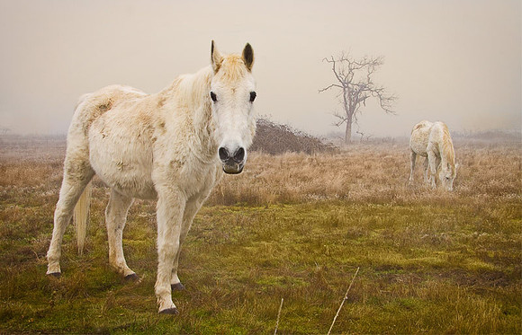 Two Horses in Fog