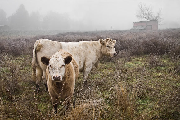 Pasture