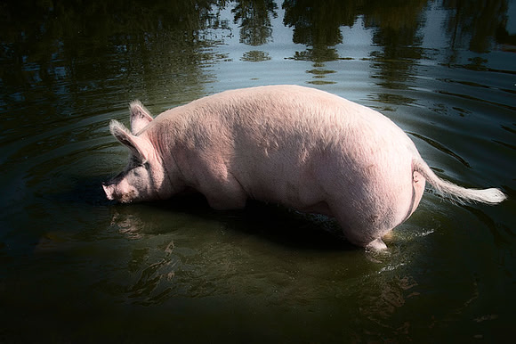 Hog Heaven