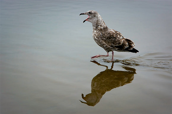 Crying Gull