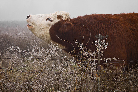 Moo