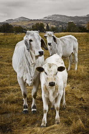 Cows Three