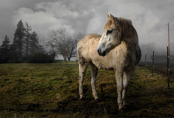 Equine-imity