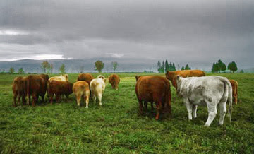 Greensboro Cows