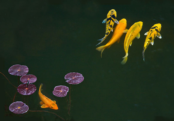 Coy Koi