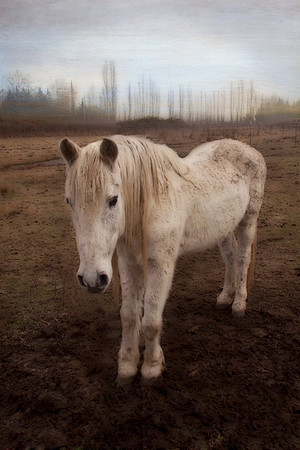 Lone Horse