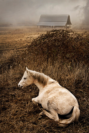 Horse in Repose