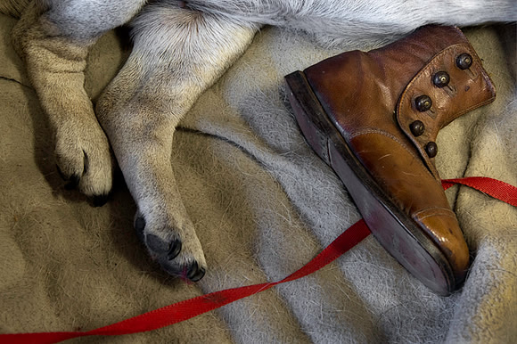 Paws & Boot