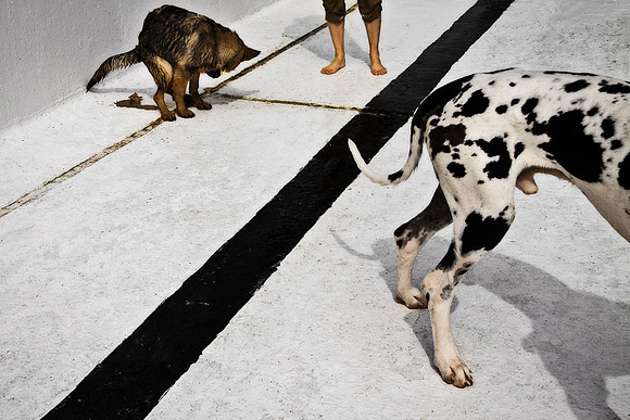 Pool Dogs