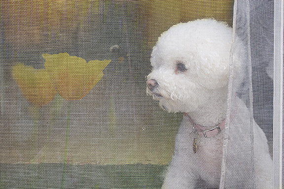 From Her Porch Screen