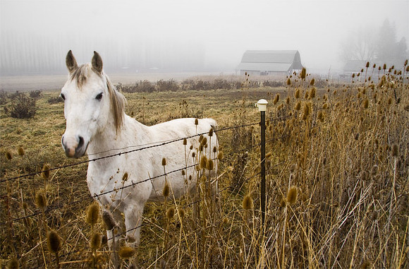 Horse and Teasel