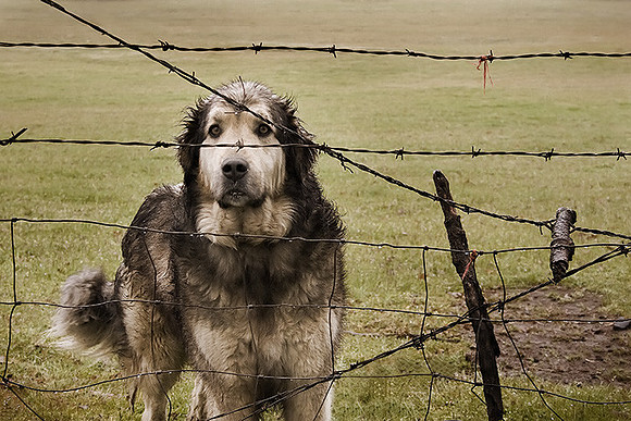 Dog and Fence