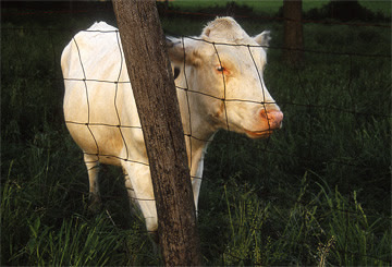 Cow and Post