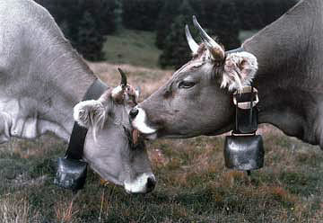 Licking Cows