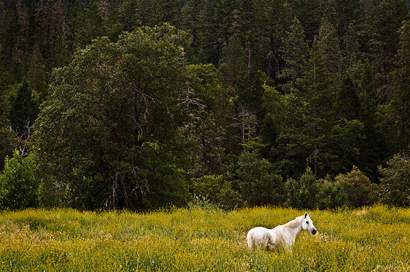 Horse in Pasture
