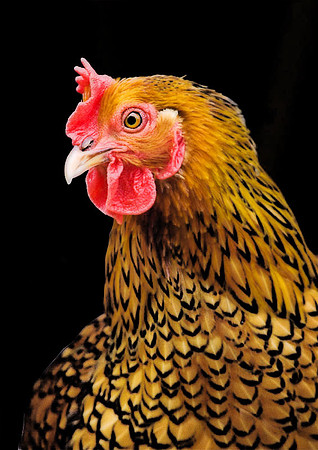 Fancy Hen II