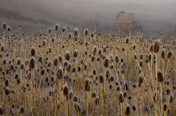 Teasel off Fordyce