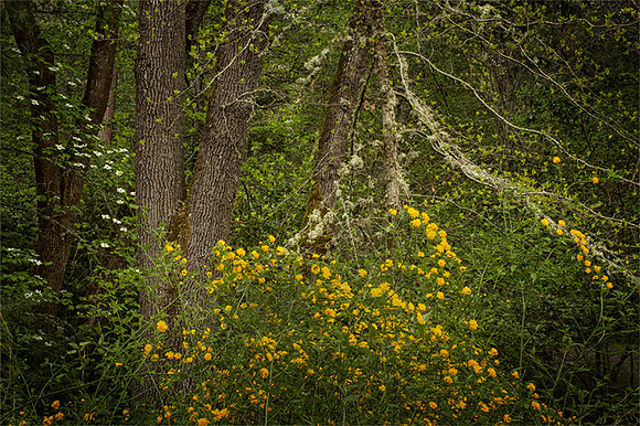 Lithia Spring - Lithia Park