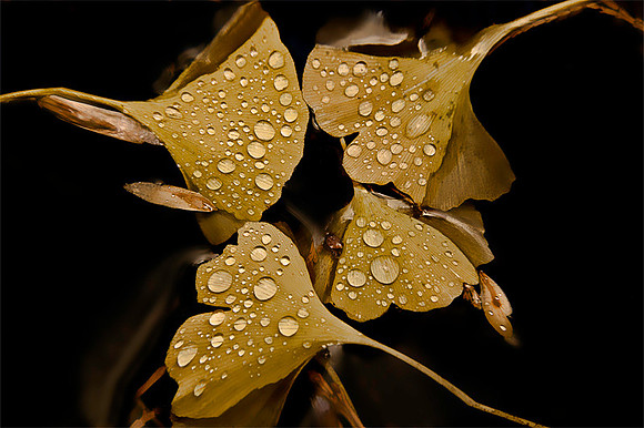Gingko Leaves - Japanese Garden