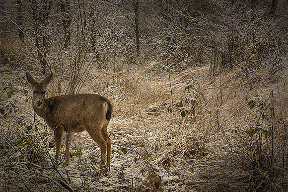 Deer Domain