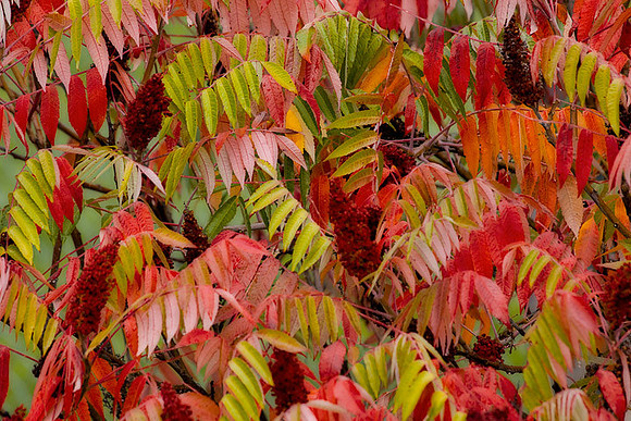 North Mountain Park Fall
