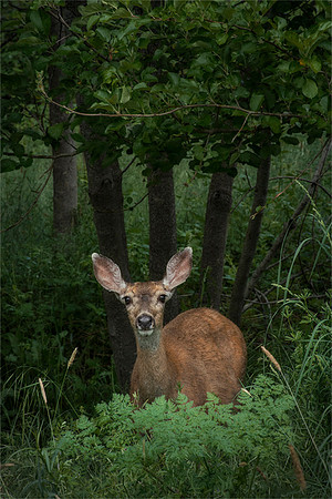 Deer Habitat - North Mountain Park