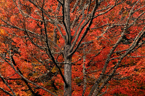 Fall Color - Lithia Park
