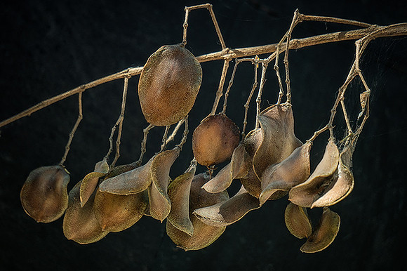 Jacaranda Seed Pods