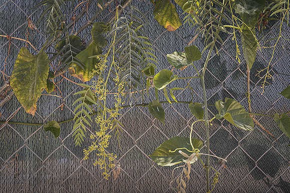 Fenced Weeds
