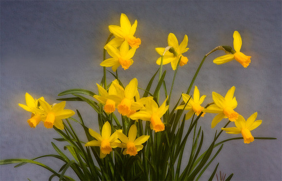 Wet Daffodils
