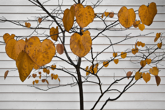 Leaf Motif