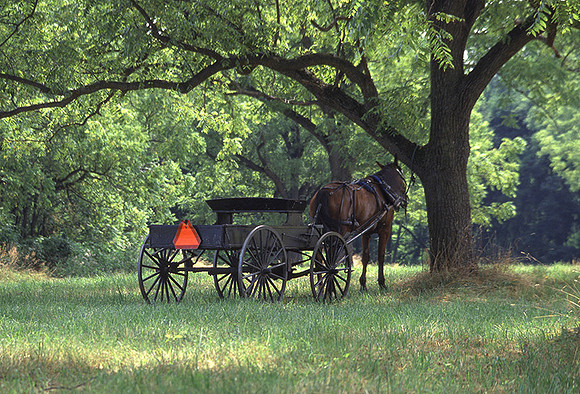 Carriage in Grove