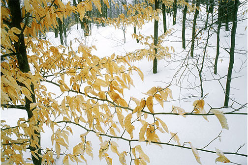 Beech Leaves and Trunks