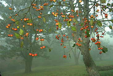 Crabapple Tree